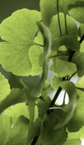 Ginkgo